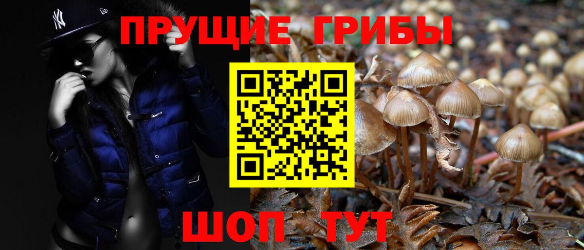 Галлюциногенные грибы Psilocybe  Нижний Новгород 